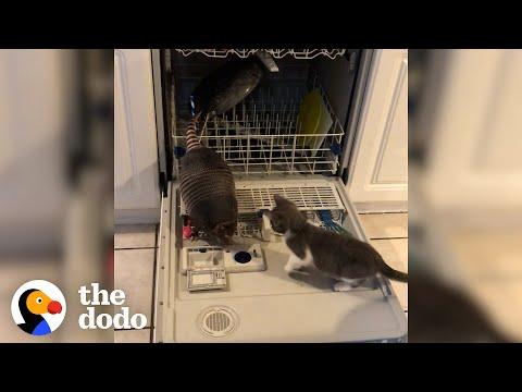 Baby Armadillo Jumps Into Her Mom's Showers #Video