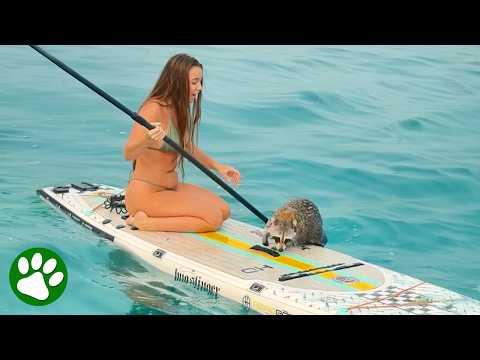 Girl Paddles Out to Save a Drowning Raccoon #Video