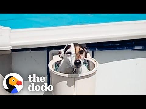 Jack Russell Terrier Is A BOSS Who's Obsessed With Her Pool #Video