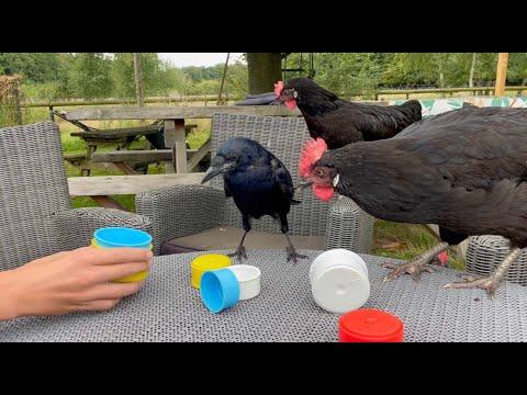 Kobus hides food #Video