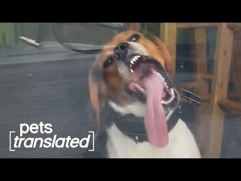 Thirsty Pets | Pets Translated #Video