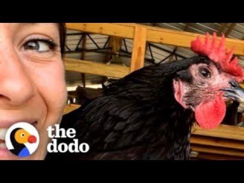 Rescue Chicken Lays Her First Egg #Video