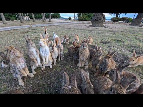 Stopped for a second on Rabbit Island… and got surrounded by a bunny army! #Video