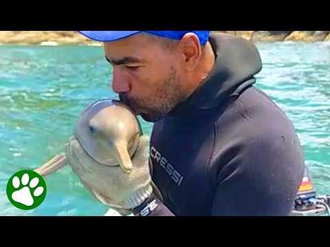 Kind Man Saves Adorable Baby Dolphin from Discarded Fishing Net #Video