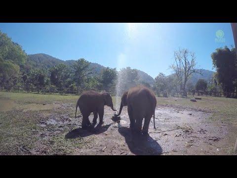 Baby Elephant Teaches Us How To Live Playfully - ElephantNews #Video