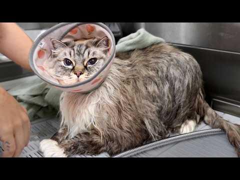 This Is an Unreasonable Amount of Cat #Video