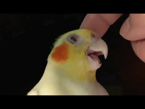 Rejected parrot just wants to be everyone's friend #Video