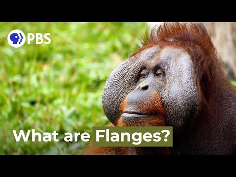 What are those things on this orangutan's cheeks video?