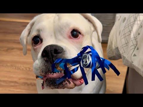 The Dogs Forgot Mom’s Birthday | (But they made up for it!) #Video