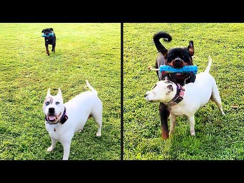 Dog Has Zero Survival Skills | Daily Dose Of Pets #Video