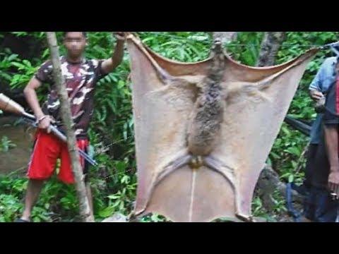 The Largest Flying Creatures Found on Earth!