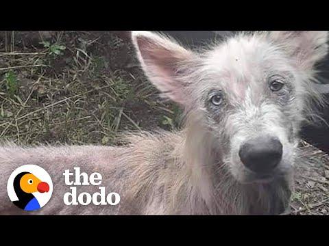 Happy-Go-Lucky Stray Dog Looks So Handsome Now #Video