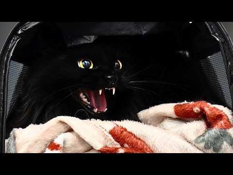 I Met a Tiny Black Hole of Rage #Video