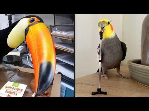 Best Bird Videos On The Internet | YOUR Daily Dose of Pets #Video