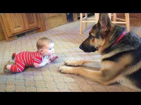 Adorable Dog and Baby Have a Whole Secret Conversation #Video