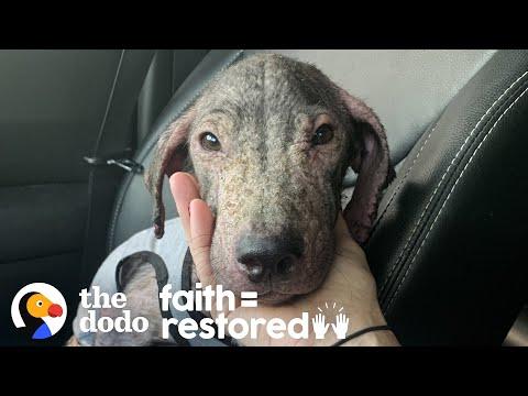Puppy Found On The Beach Goes From Hairless To So Beautiful