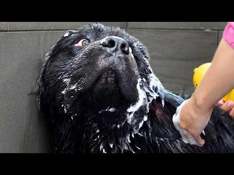 She Was Fine...Until She Met Duck #Video