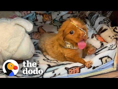 'Bubble Puppy' Decides She's Ready To Live In The World #Video