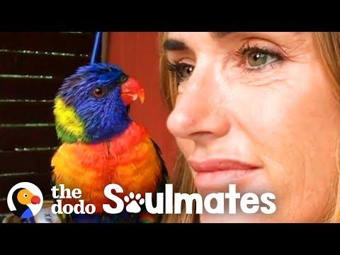 Wild Lorikeet Brings Girlfriend to Meet Human Mom | The Dodo Soulmates