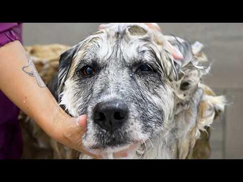 This Giant Farm Dog Had NEVER Been Groomed...