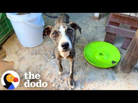 Emaciated Dog Gets the Ultimate Glow-Up In A Chaotic Family #Video