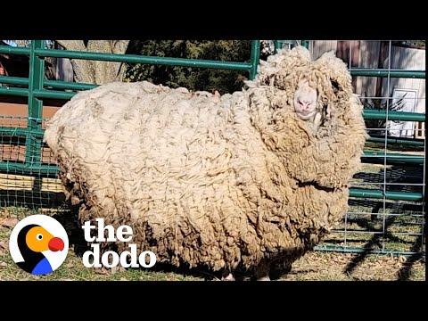 This Sheep Lost 30 Pounds of Wool And Can't Stop Hopping Around #Video