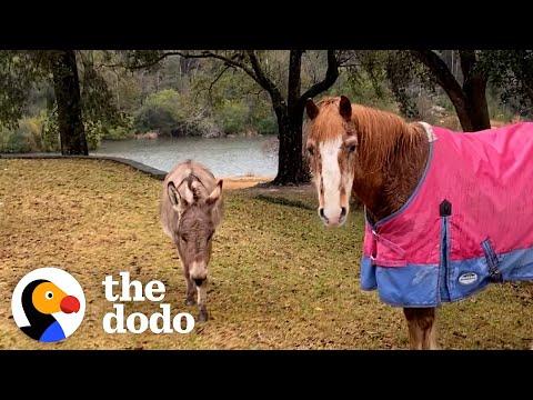 33-Year-Old Blind Pony Gets A Seeing-Eye Donkey #Video