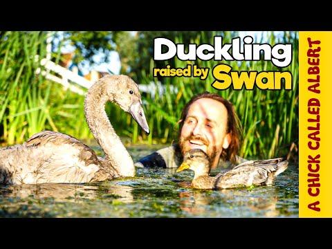 Duckling Thinks Baby Swan is her Mom - Ugly Duckling Opposite #Video