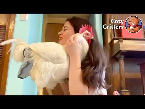 This Chicken Doesn’t Act Lost — He Acts Like He Belongs