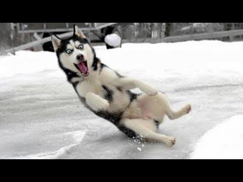 I Can’t Stop Laughing Watching Dogs See Snow for the First Time #Video