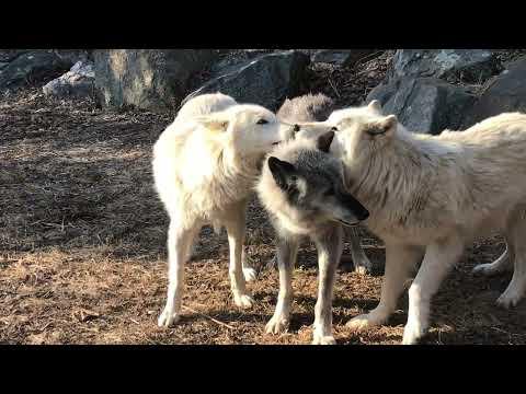 How to Love and Play Like Wolves #Video