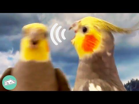 2 Parrots Raise Havoc in Woman's Live But They are Too Cute #Video
