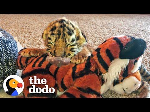 Tiniest Tiger Cub Is A Wild Man Now #Video