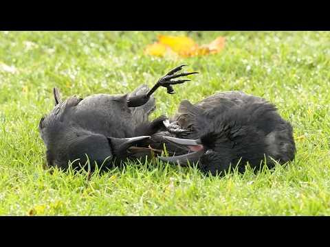Ravens are the SMARTEST and FUNNIEST Birds in the World!  #Video