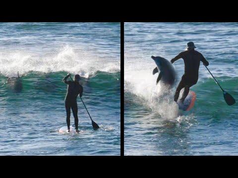 Dolphin Slams into Surfer! Your Daily Dose Of Internet. #Video