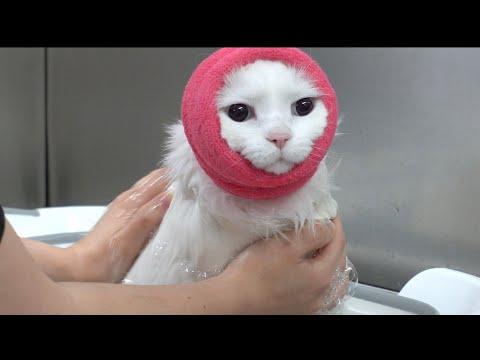Rare albino cat wears the helmet of humiliation #Video