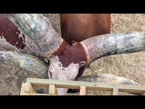 Huge Cows, Huge Horns – Watusi Cattle Adventure – Cow Video - Cows