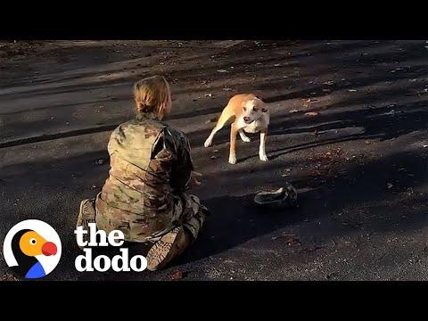 Dog Reunites With His Mom After A Year #Video