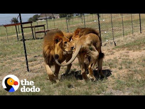 Two Brothers Rescued From The Circus Touch Grass For The First Time