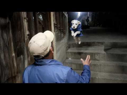 When Your Dog Can't Contain His Excitement When You Come Home #Video