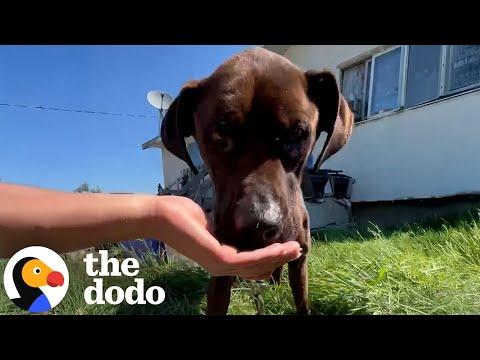 Watch This Skinny And Hungry 'Guard Dog' Get A Brand New Life #Video