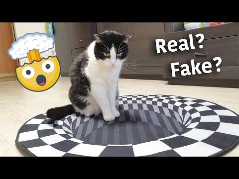 Indoor Sinkhole. What Will The Cat Do? | Optical Illusion #Video