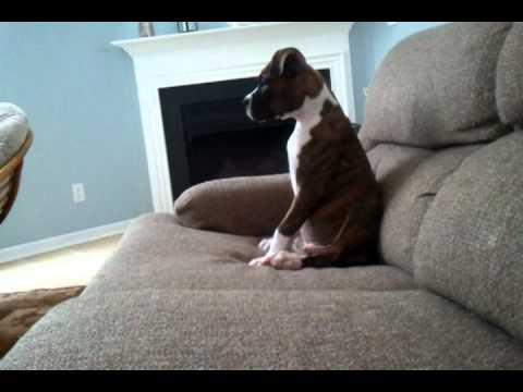 Boxer puppy watching a scary movie..... He's too scared to watch! #Video