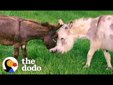 Family Was Worried Donkey's Heart Would Never Heal, Until... #video