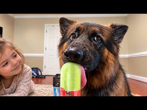 This German Shepherd Is TOO Obsessed With Ice Cream! #Video