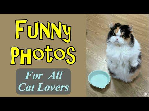 Funny Photos For All Cat Lovers #Video