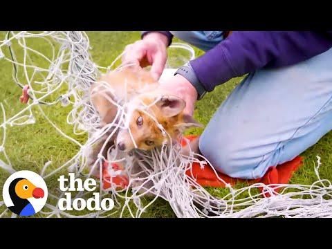 Tangled Fox Gets Rescued From Net #Video