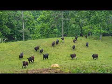 Cattle Race Downhill in Response to Owner Calling Them At Ranch #Video