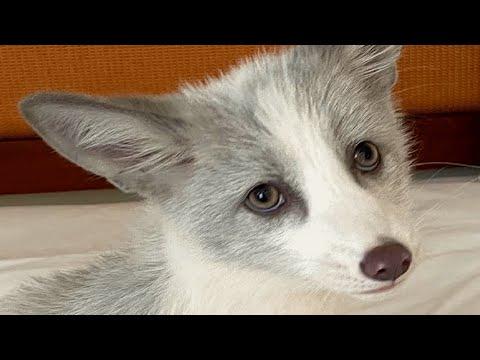 Woman brings home a fox. And discovers he sounds like a fax machine. #Video
