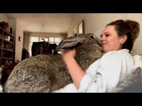 Woman accuses her bunny of acting like a dog #Video